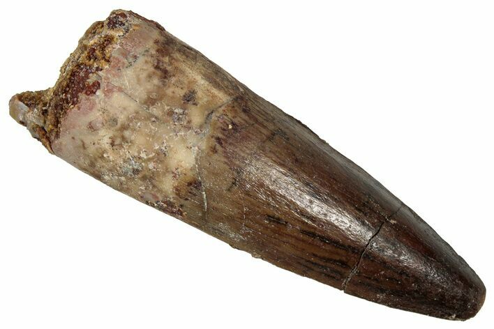 Fossil Spinosaurus Tooth - Real Dinosaur Tooth #353018